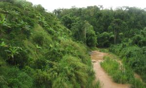 Imagen del artículo de El Vocero: Padre e hijo hallan restos de un cráneo cerca del río Culebrinas en Aguadilla