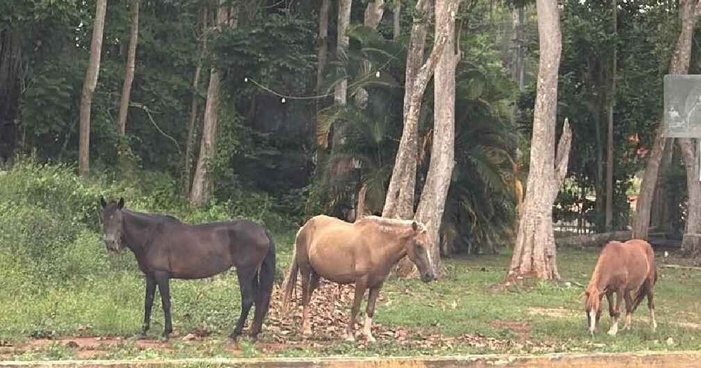 Vega Baja lanza programa de adopción de caballos abandonados para reducir riesgos viales