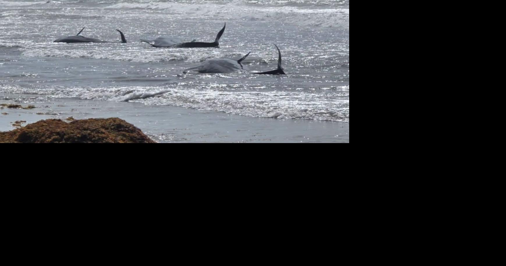DRNA activa protocolo tras avistamiento de varias ballenas piloto en la costa de Humacao