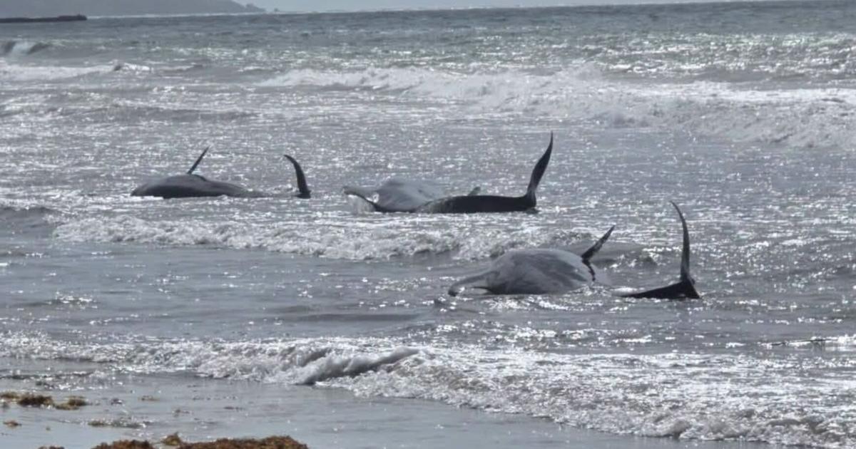 DRNA activa protocolo tras avistamiento de varias ballenas piloto en la costa de Humacao