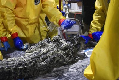 Bañan a caimanes afectados por un derrame de diésel en Estados Unidos