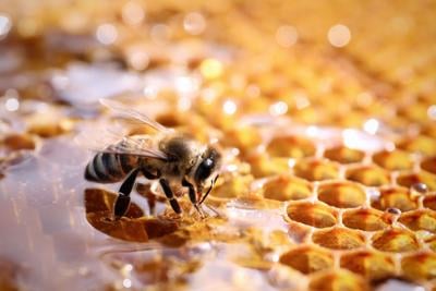 Protegen a más de un millón de abejas