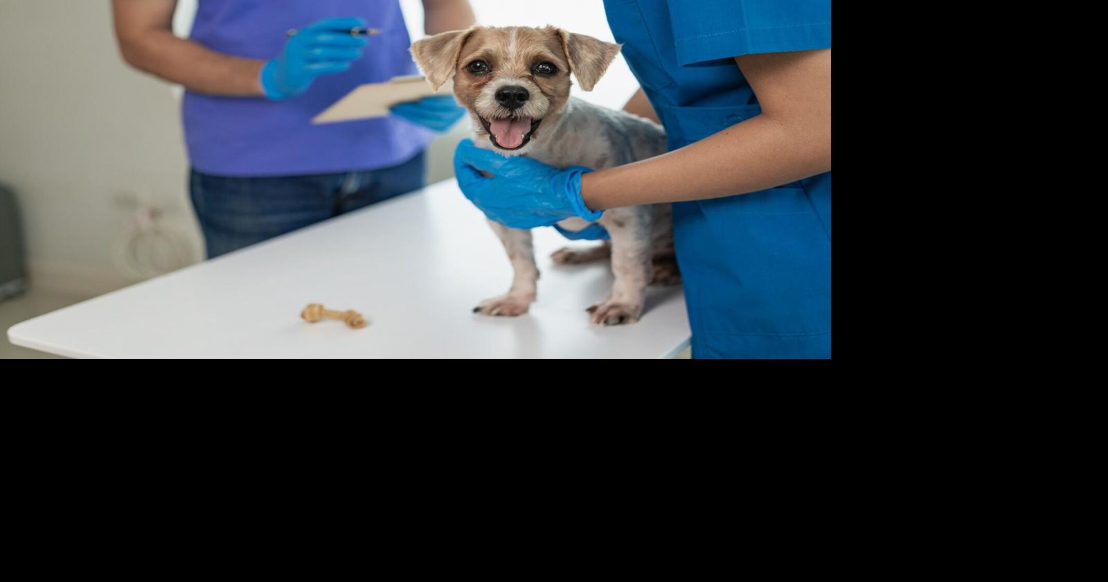 Feria de salud y vacunación de mascotas a bajo costo llega a Sabana Hoyos, Arecibo