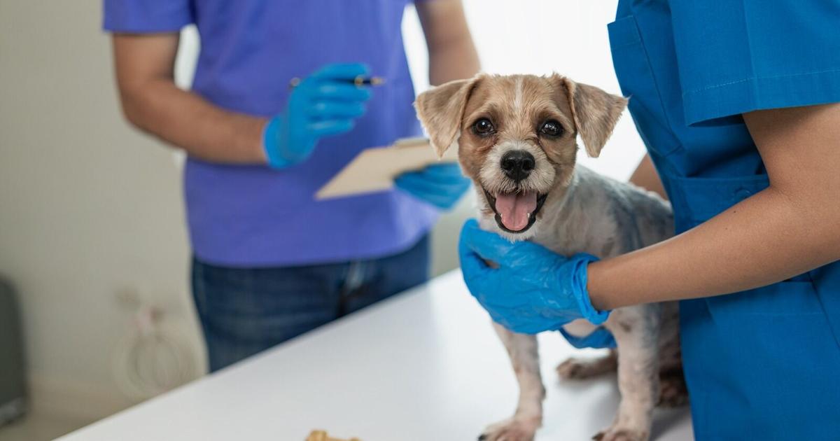 Feria de salud y vacunación de mascotas a bajo costo llega a Sabana Hoyos, Arecibo