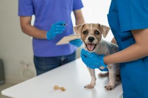 Imagen de la cobertura de: Vacunan a 141 mascotas en feria de servicios veterinarios en Aguadilla