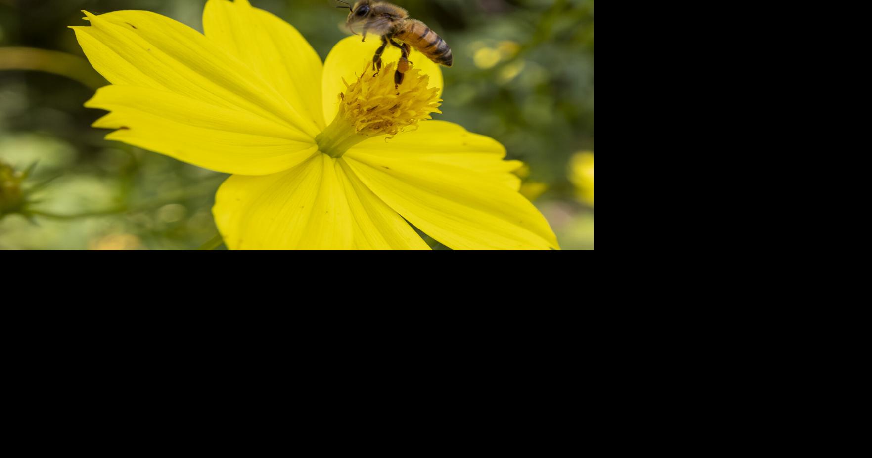 Durante la Semana de la Abeja, diversas actividades educativas en la Isla buscan crear conciencia sobre la importancia de estos animales para la agricultura y los ecosistemas