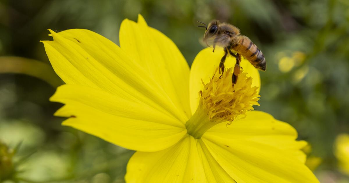 VIDEO: Las abejas: pequeñas, pero indispensables para el planeta