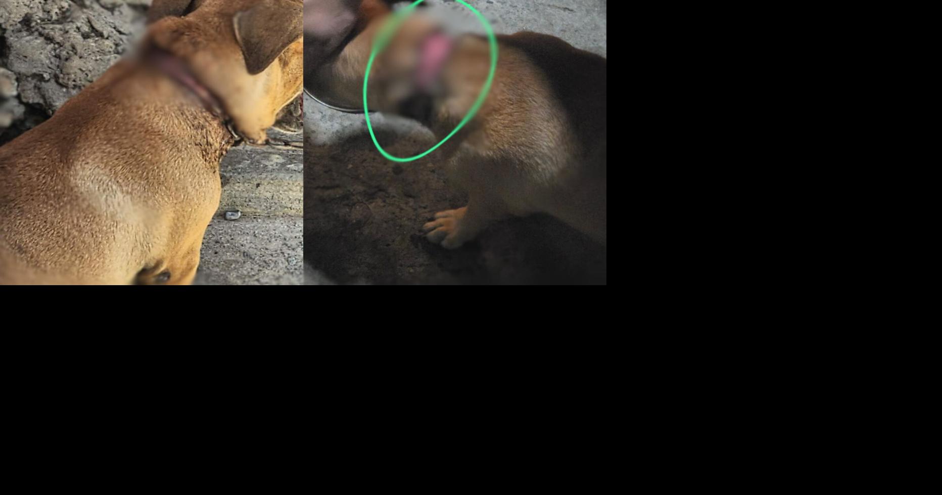Sexagenario arrestado por maltrato de animales en Vega Alta enfrenta fianza de $11,000