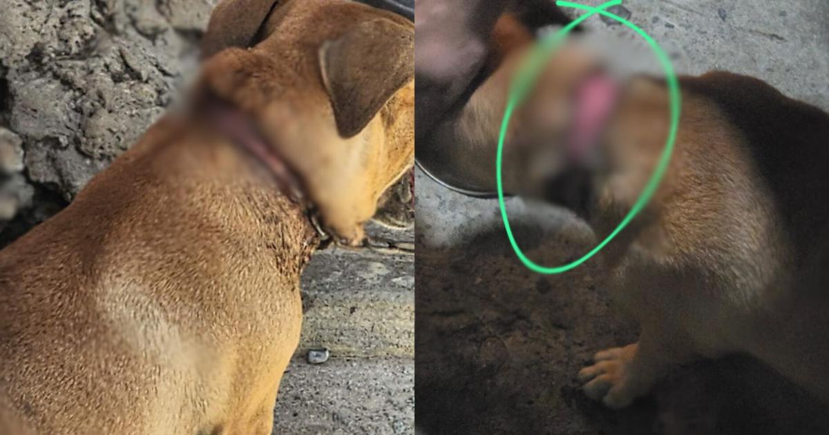Sexagenario arrestado por maltrato de animales en Vega Alta enfrenta fianza de $11,000