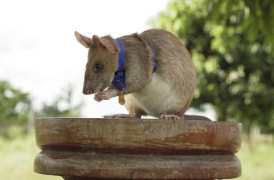 Muere la famosa rata detectora de minas terrestres en Camboya