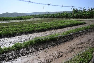 Agricultura estima pérdidas millonarias en cultivos agrícolas tras lluvias