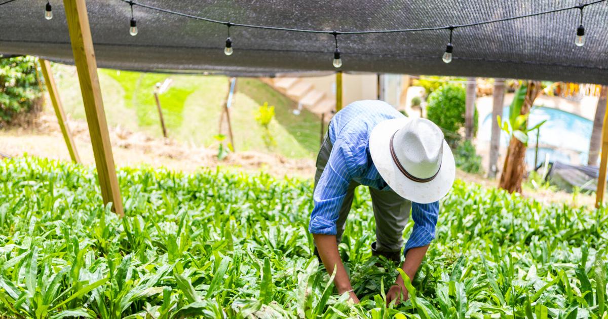 Agricultores denuncian falta de mano de obra y acceso a tierras