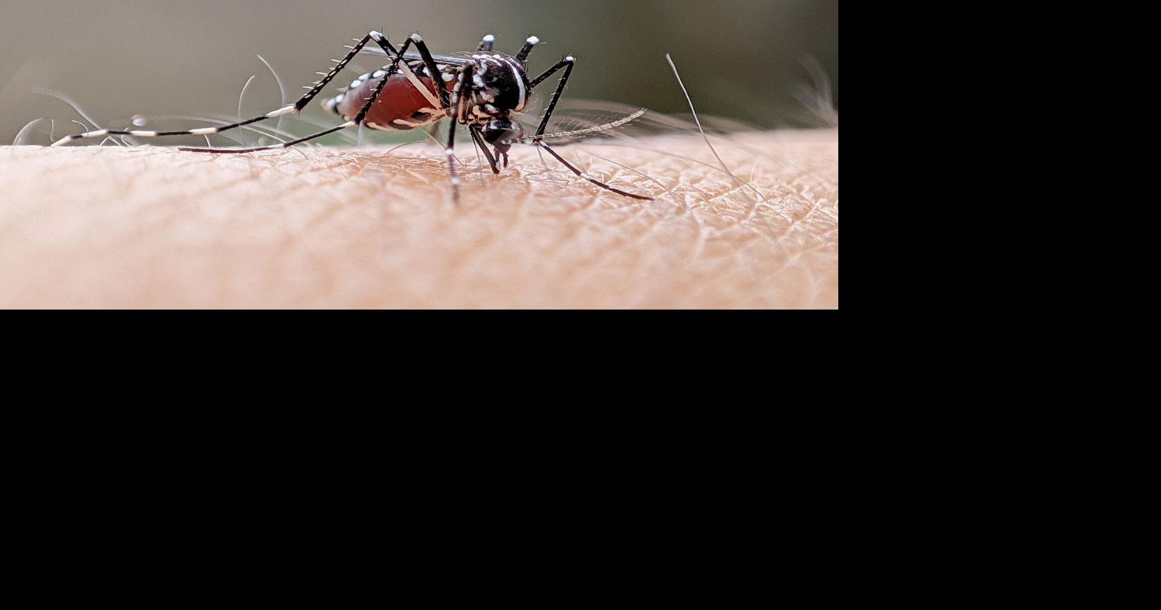 Día Internacional contra el Dengue: cinco medidas de prevención y señales de alerta