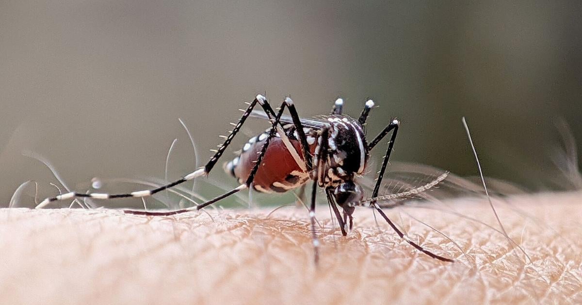 Día Internacional contra el Dengue: cinco medidas de prevención y señales de alerta