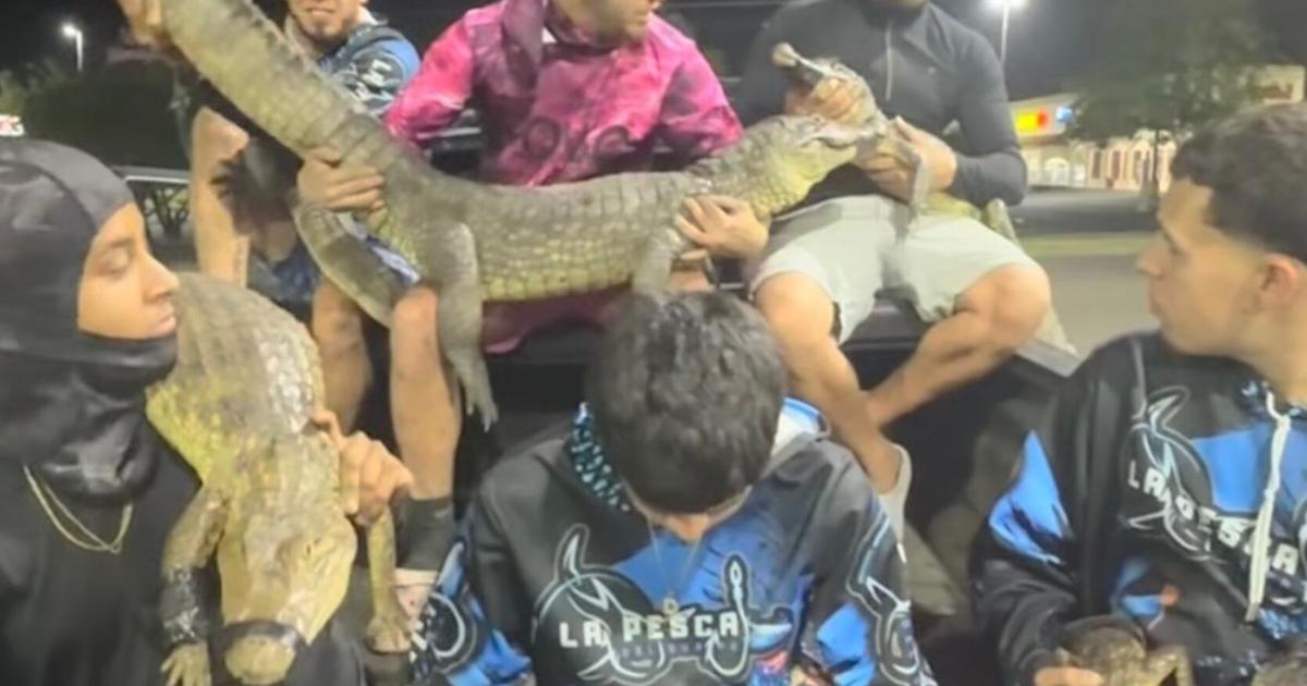 Gongo muestra captura de 12 caimanes en una sola noche