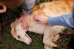 Imagen de la cobertura de: Orientan sobre cómo identificar un posible envenenamiento en perros y gatos