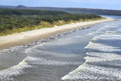 Vídeos: Australia localiza unas 230 ballenas varadas en una playa de Tasmania