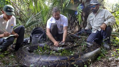 Biólogos capturan a una pitón birmana de 18 pies y 215 libras en Florida
