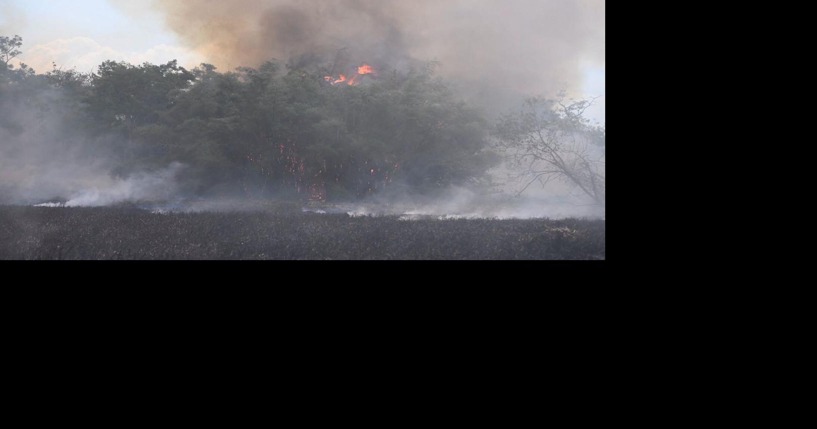 Incendio forestal arrasa unas 30 cuerdas del Jardín Botánico de Río Piedras