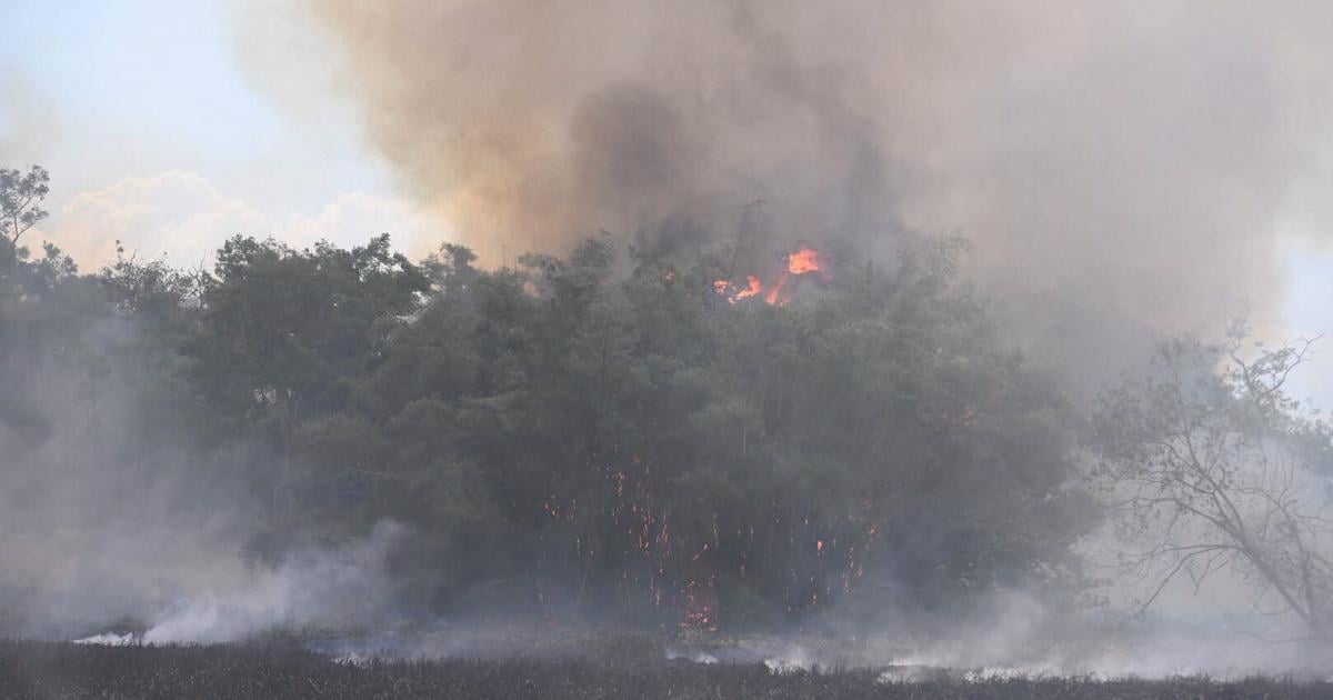 Incendio forestal arrasa unas 30 cuerdas del Jardín Botánico de Río Piedras