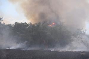Imagen del artículo de El Vocero: UPR duplica el patrullaje y evalúa daños tras incendio en el Jardín Botánico de Río Piedras