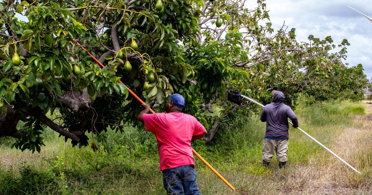 Fincas en Puerto Rico adaptan horarios y técnicas ante el aumento del calor extremo