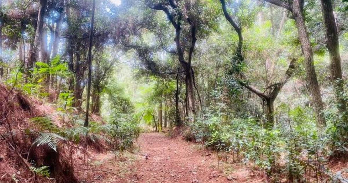 DRNA y Maricao evalúan acuerdo para rehabilitar veredas del Bosque Estatal