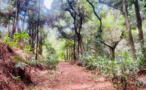 Imagen del artículo de El Vocero: Evalúan acuerdo para rehabilitar veredas del Bosque Estatal de Maricao
