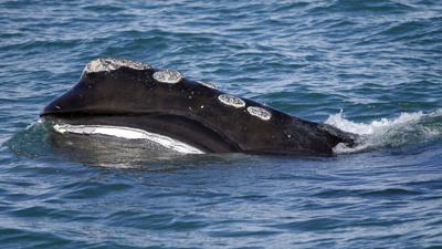 Se acelera la extinción de la ballena franca: perdió alrededor del 2% de su población