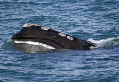 Se acelera la extinción de la ballena franca: perdió alrededor del 2% de su población