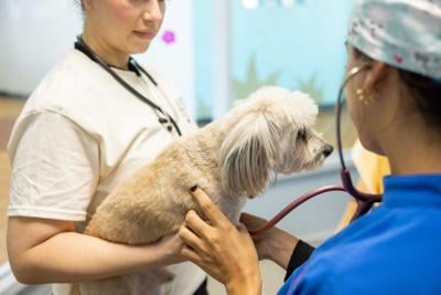 Fundación de Eladio Carrión contribuye a la esterilización de mascotas