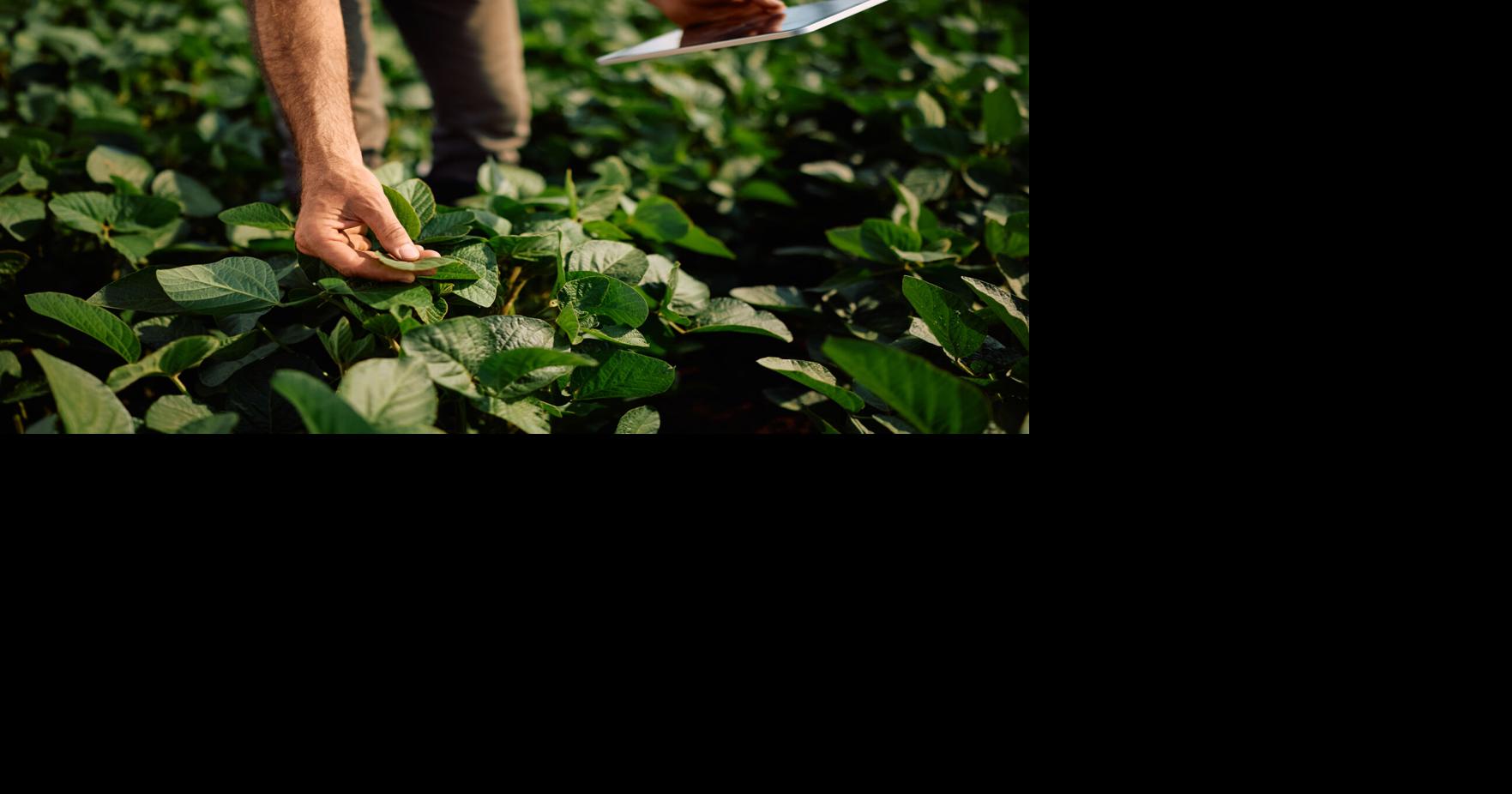 La agencia ofrecerá subsidios de hasta 45% en seguros agrícolas para mitigar pérdidas