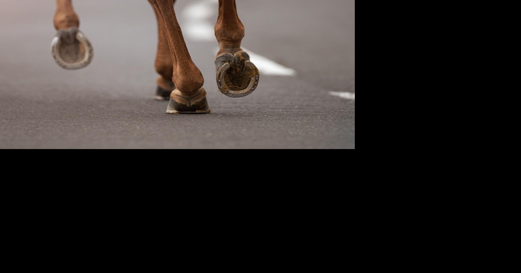 Caballo muere tras ser impactado por un Toyota Corolla en la PR-653 de Arecibo
