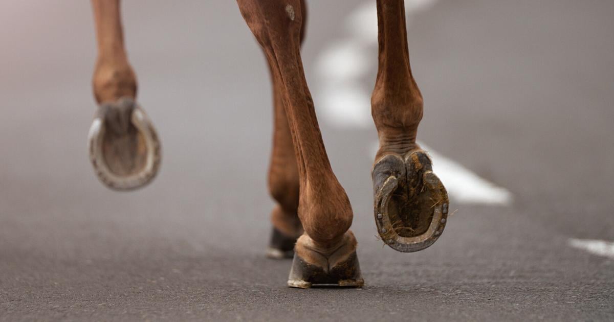 Caballo muere tras ser impactado por un Toyota Corolla en la PR-653 de Arecibo