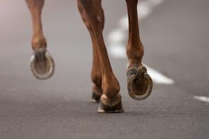 Imagen del artículo de El Vocero: Caballo muere tras ser impactado por un vehículo en Arecibo