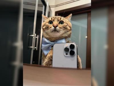 Stepan, el gato influencer que recauda miles en TikTok para las mascotas en Ucrania