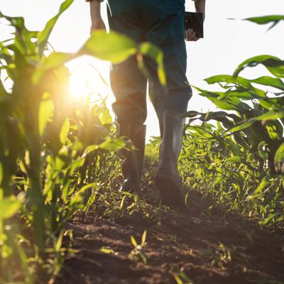 El maíz, nuevo punto de fricción comercial entre México y Estados Unidos
