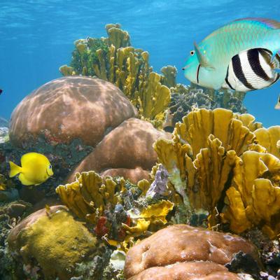 Más vulnerables las costas por blanqueamiento de corales