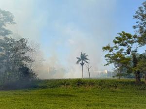 Imagen del artículo de El Vocero: Reportan incendio en el Jardín Botánico de la UPR