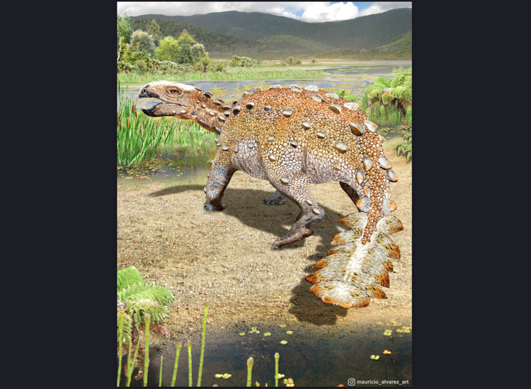 Científicos chilenos descubren una nueva especie de dinosaurio con una extraña cola 61a92e8fcd6d1.image