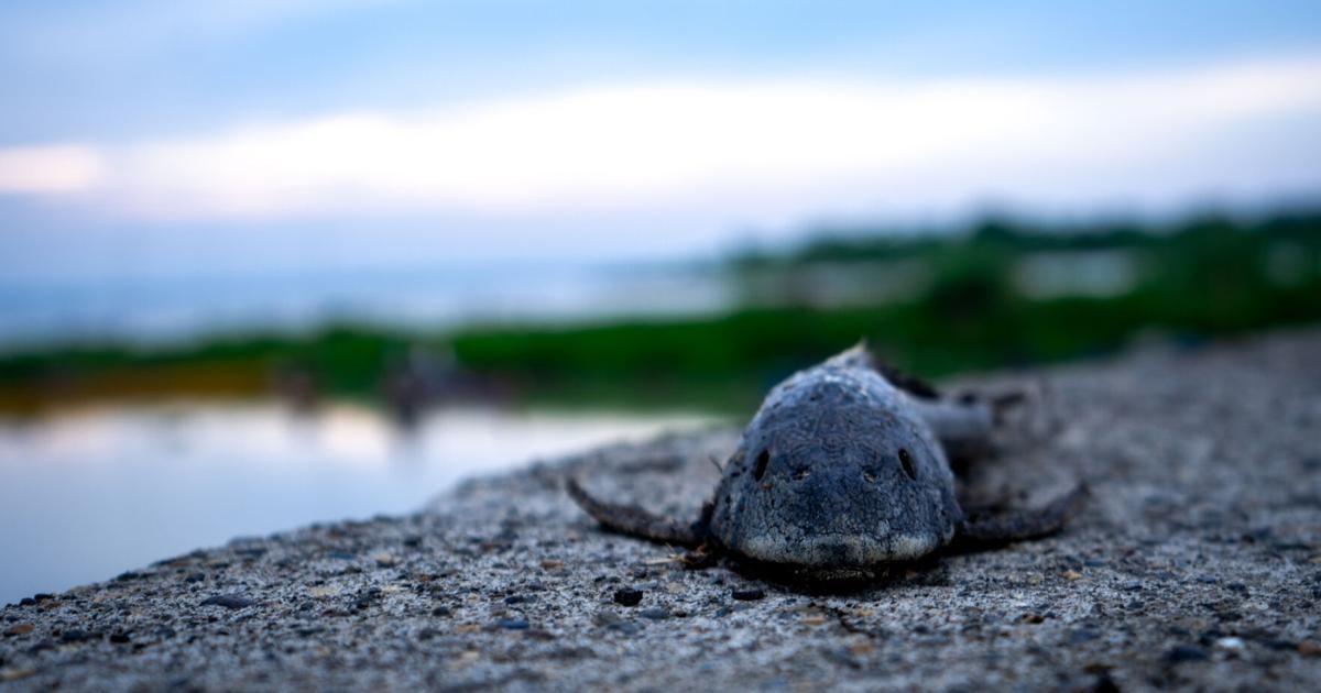 Los plecos: Una plaga en los ríos del país