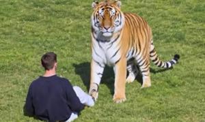 Imagen de la cobertura de: Identifican a William Chapman, joven muerto tras ataque de tigre en un parque de Inglaterra