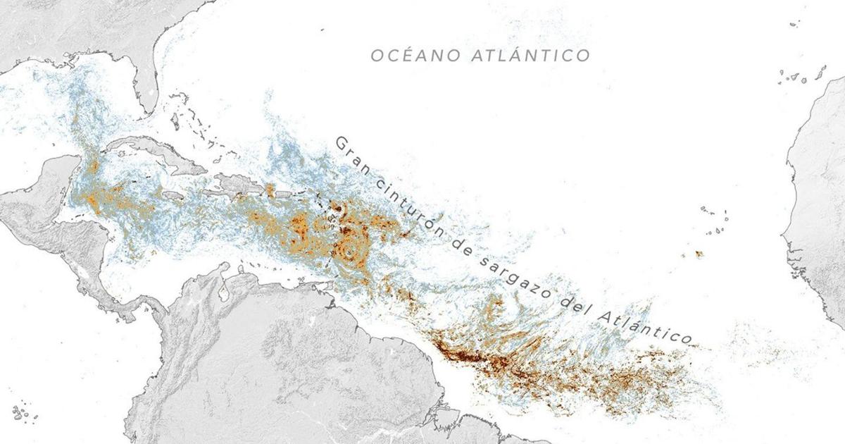 Cinturón de sargazo del Atlántico alcanza su segundo nivel más alto registrado