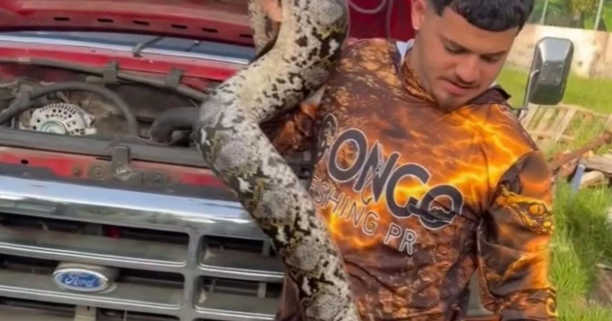 Capturan pitón reticulada de 13 pies dentro del motor de una guagua en Toa Alta