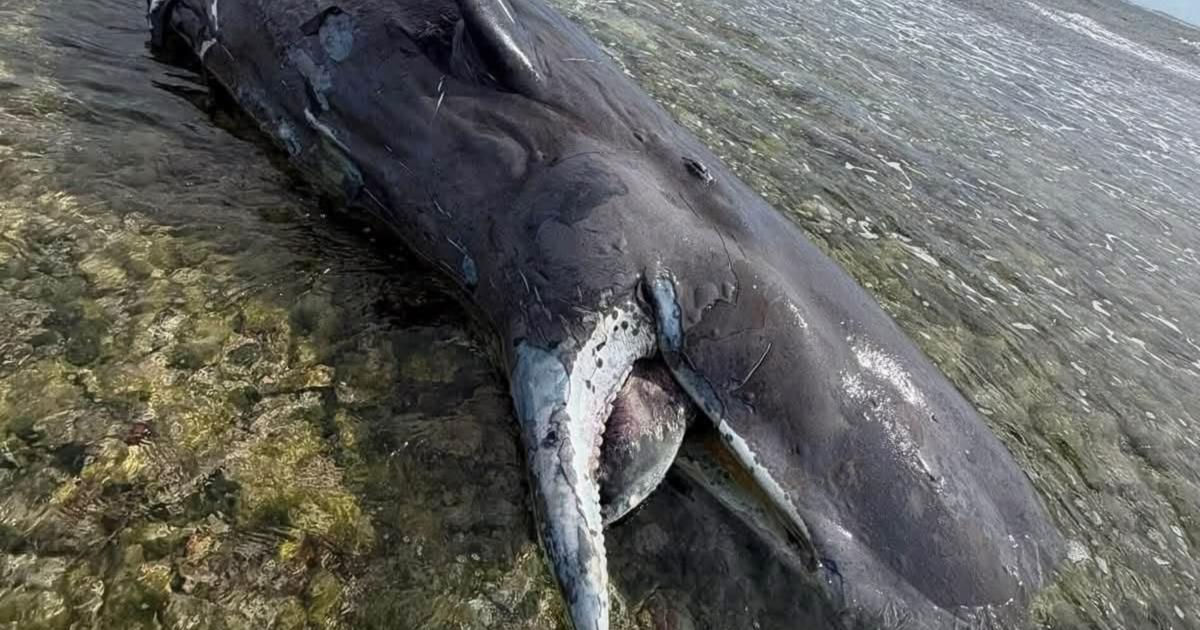 DRNA: cría de cachalote que varó en La Parguera murió por impacto de embarcación