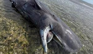 Imagen del artículo de El Vocero: DRNA atribuye muerte de cría de ballena a impacto de embarcación de gran tamaño