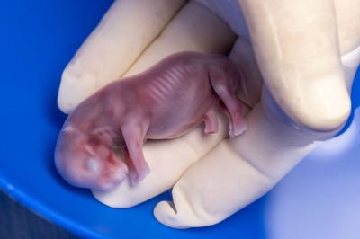 Una rinoceronte quedó preñada mediante transferencia de embriones