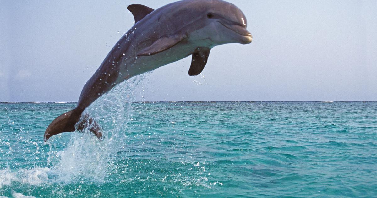 DRNA moviliza personal a Icacos para atender a delfín con aparente equipo de buceo incrustado
