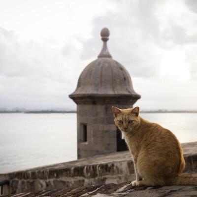 Activistas buscan frenar plan de Estados Unidos para remover gatos callejeros en Viejo San Juan