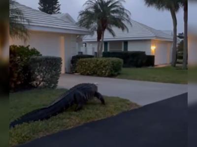 Un caimán se pasea por el jardín de una comunidad en Florida